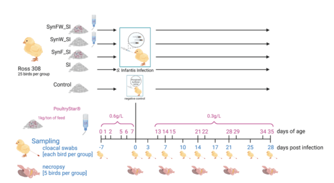 Fig. 1. Experimental design of the animal trial administering a synbiotic sup- plement via three routes: feed and water (SynFW_SI), water only (SynW_SI), and  feed only (SynF_SI). Control groups included a positive control (SI) and a negative control (control). Broilers were infected with Salmonella Infantis on day 7. Sampling involved cloacal swabs from all birds and necropsy of 5 birds per group on each killing day.